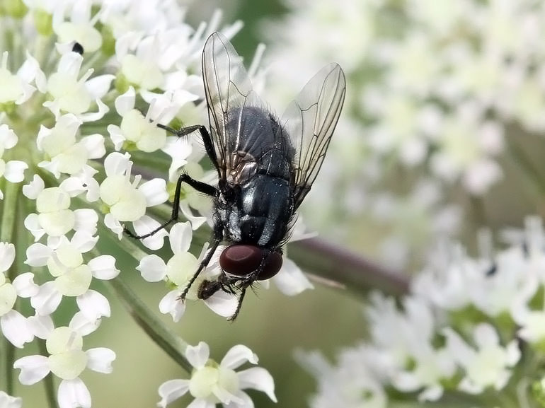 Morellia simplex (Morellia simplex)