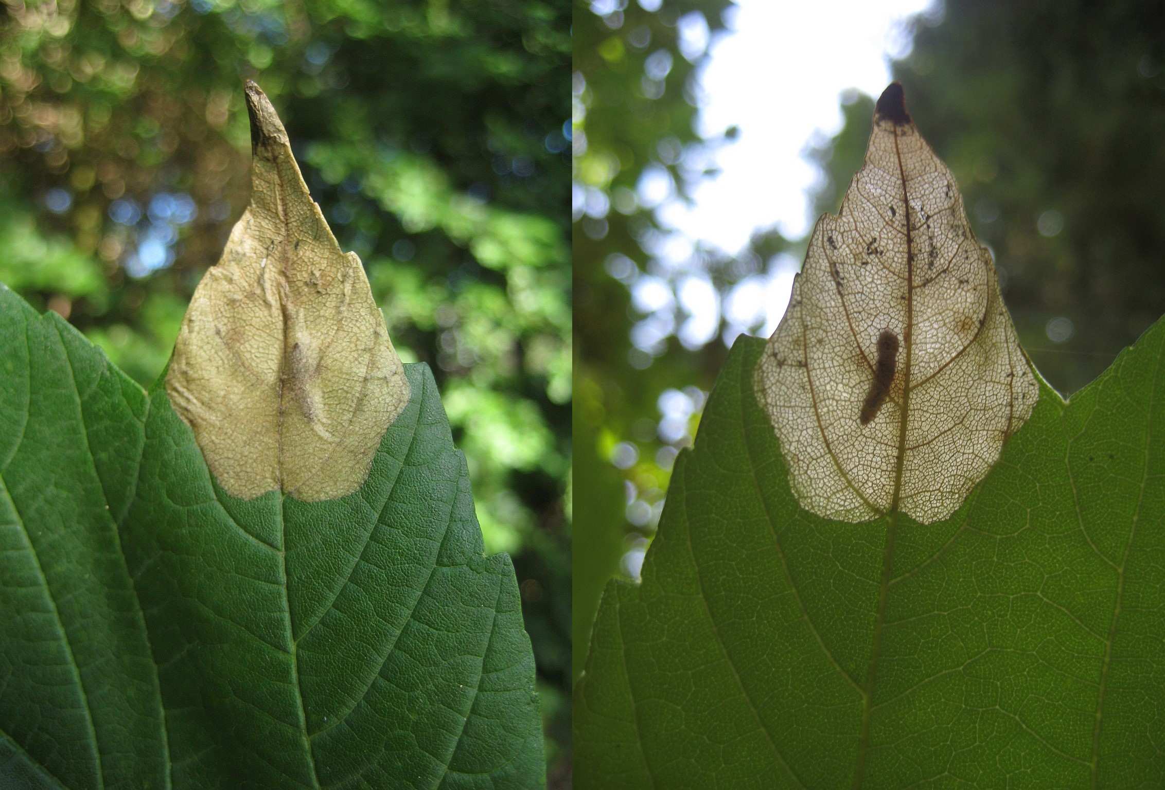 Sen Lønneminérbladhveps (Heterarthrus leucomela)