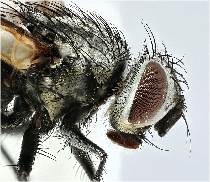 Myxexoristops stolida (Myxexoristops stolida)