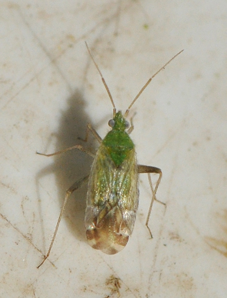 Macrotylus sp. (Macrotylus sp.)