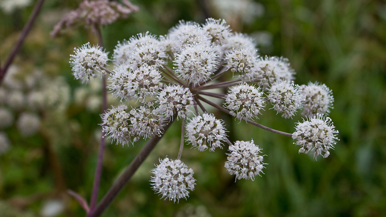 Angelik (Angelica sylvestris)