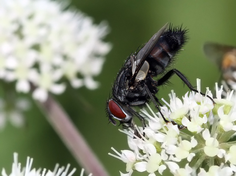 Sturmia bella (Sturmia bella)