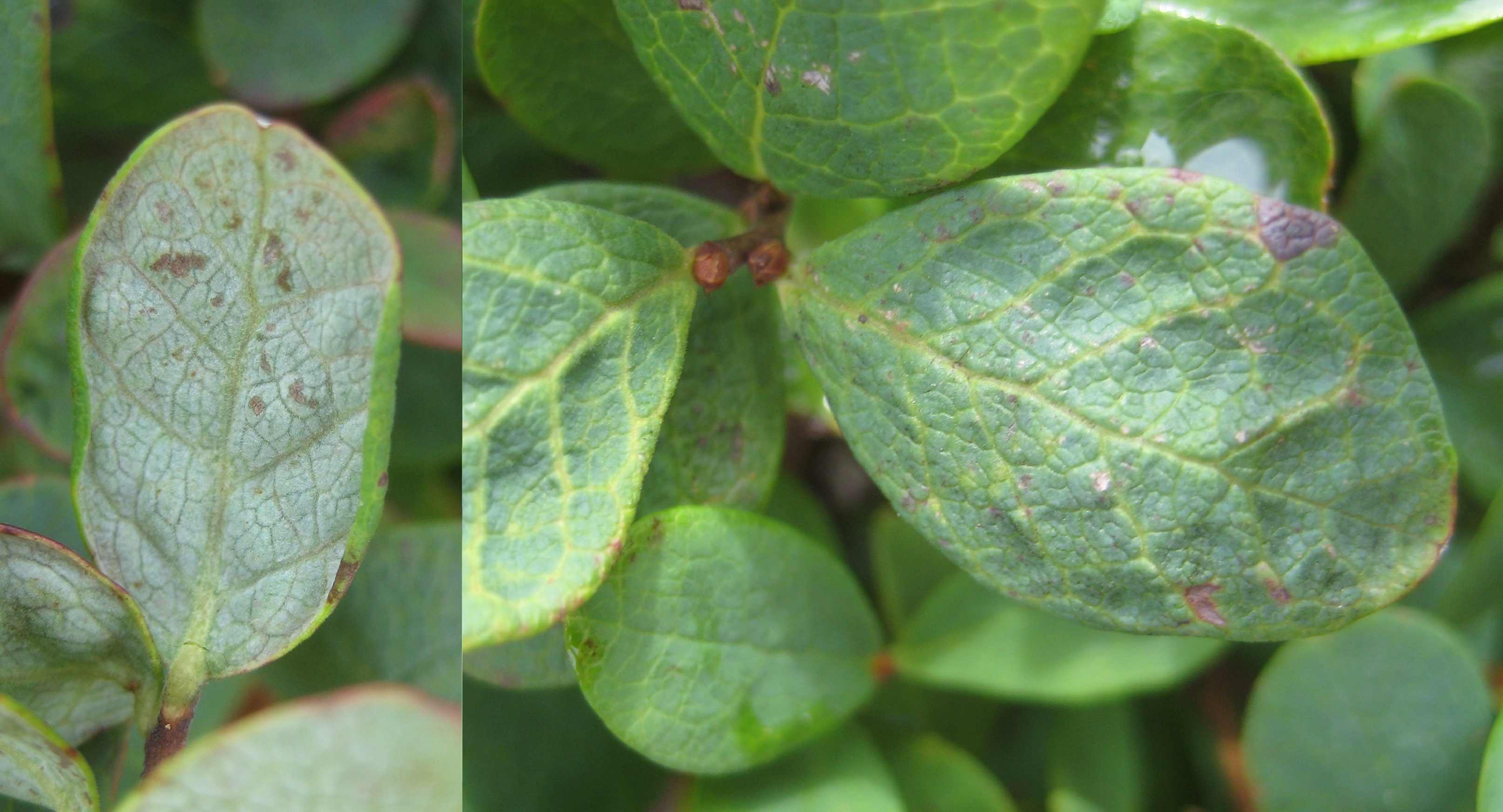 Phyllocoptes vaccinii (Phyllocoptes vaccinii)