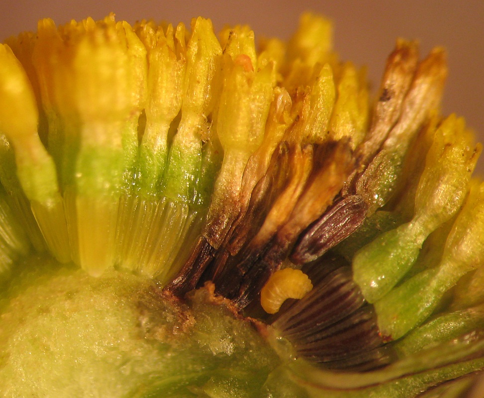 Contarinia chrysanthemi (Contarinia chrysanthemi)