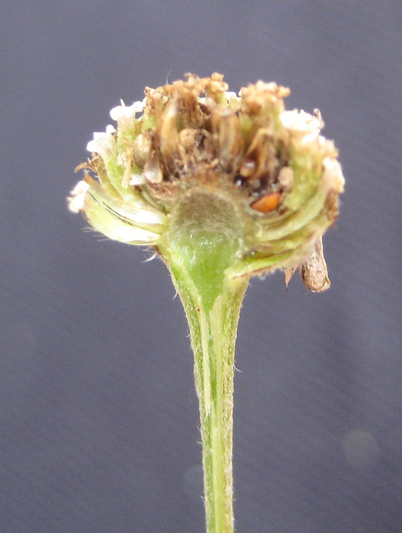 Rhopalomyia palearum (Rhopalomyia palearum)