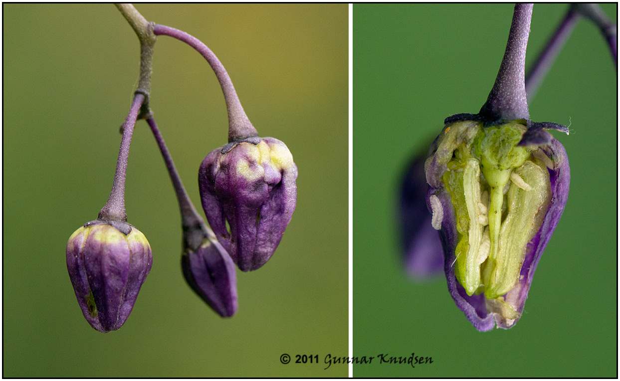 Natskyggegalmyg (Contarinia solani)