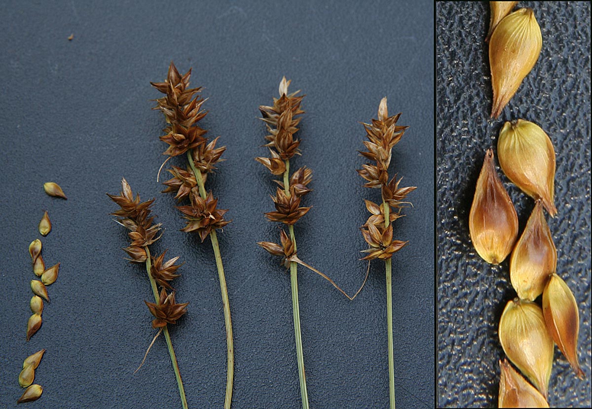 Pigget Star (Carex pairaei)