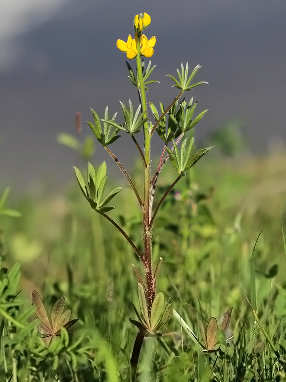 Gul Lupin (Lupinus luteus)