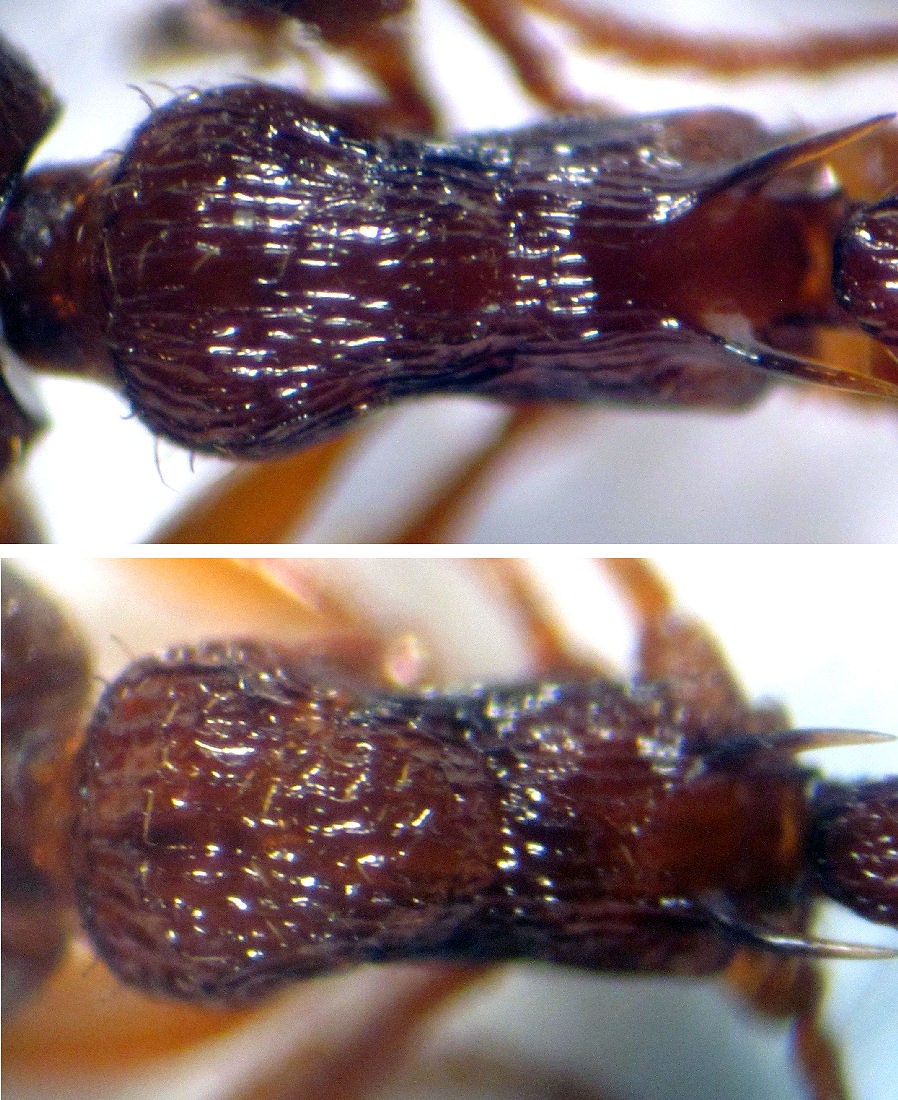 Rigkærstikmyre (Myrmica vandeli)