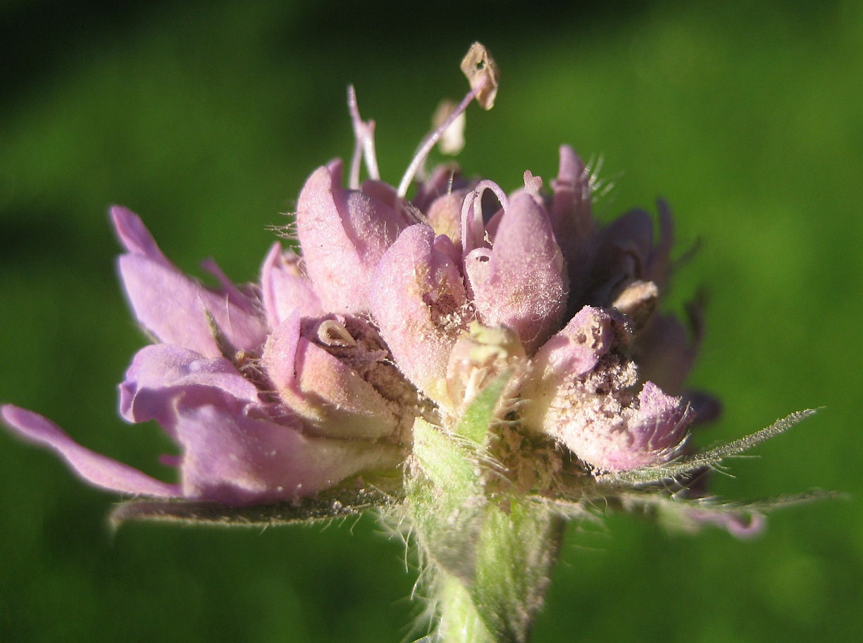 Skabiosebrand (Microbotryum scabiosae)