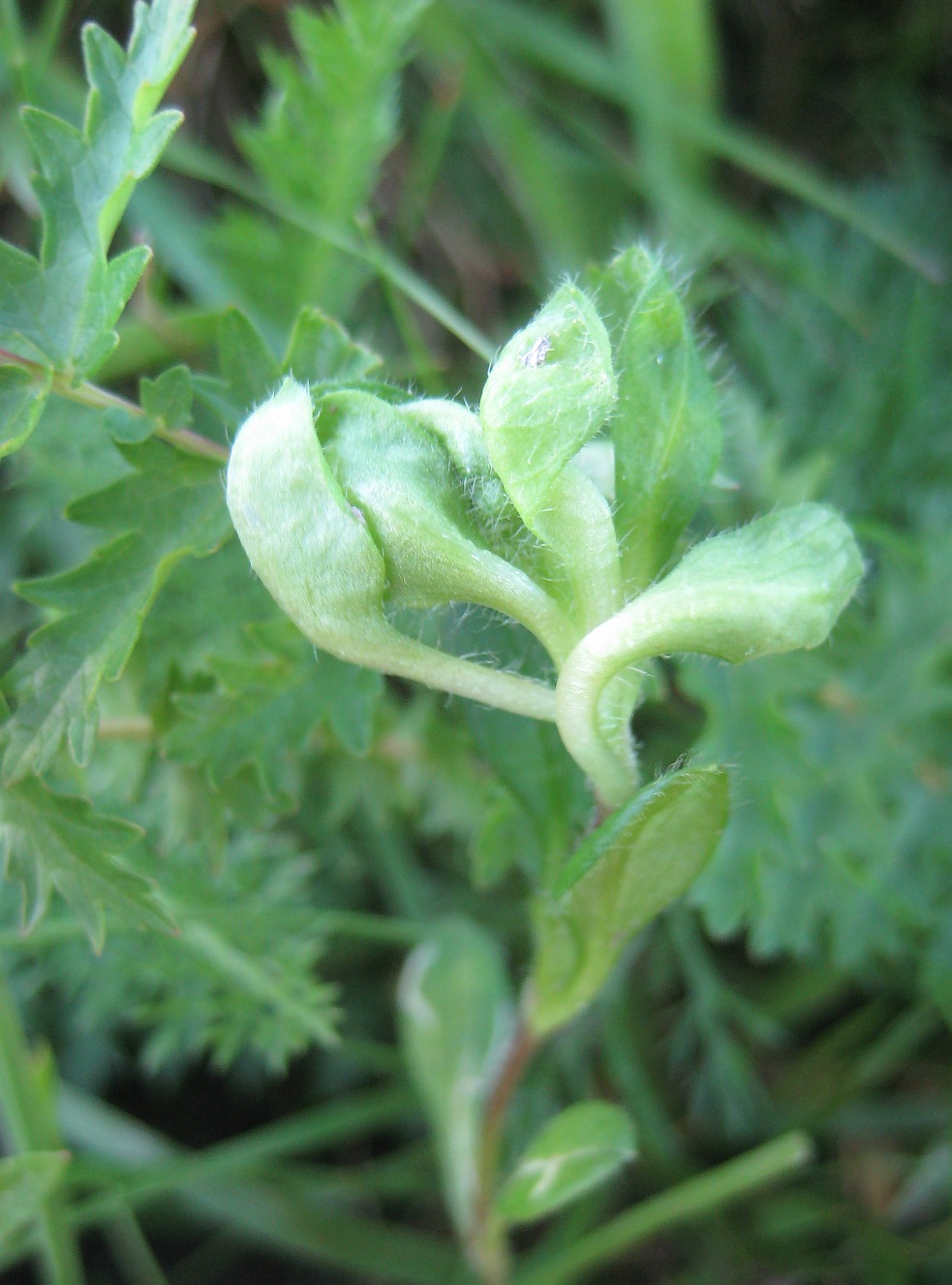 Brachycolus cerastii (Brachycolus cerastii)