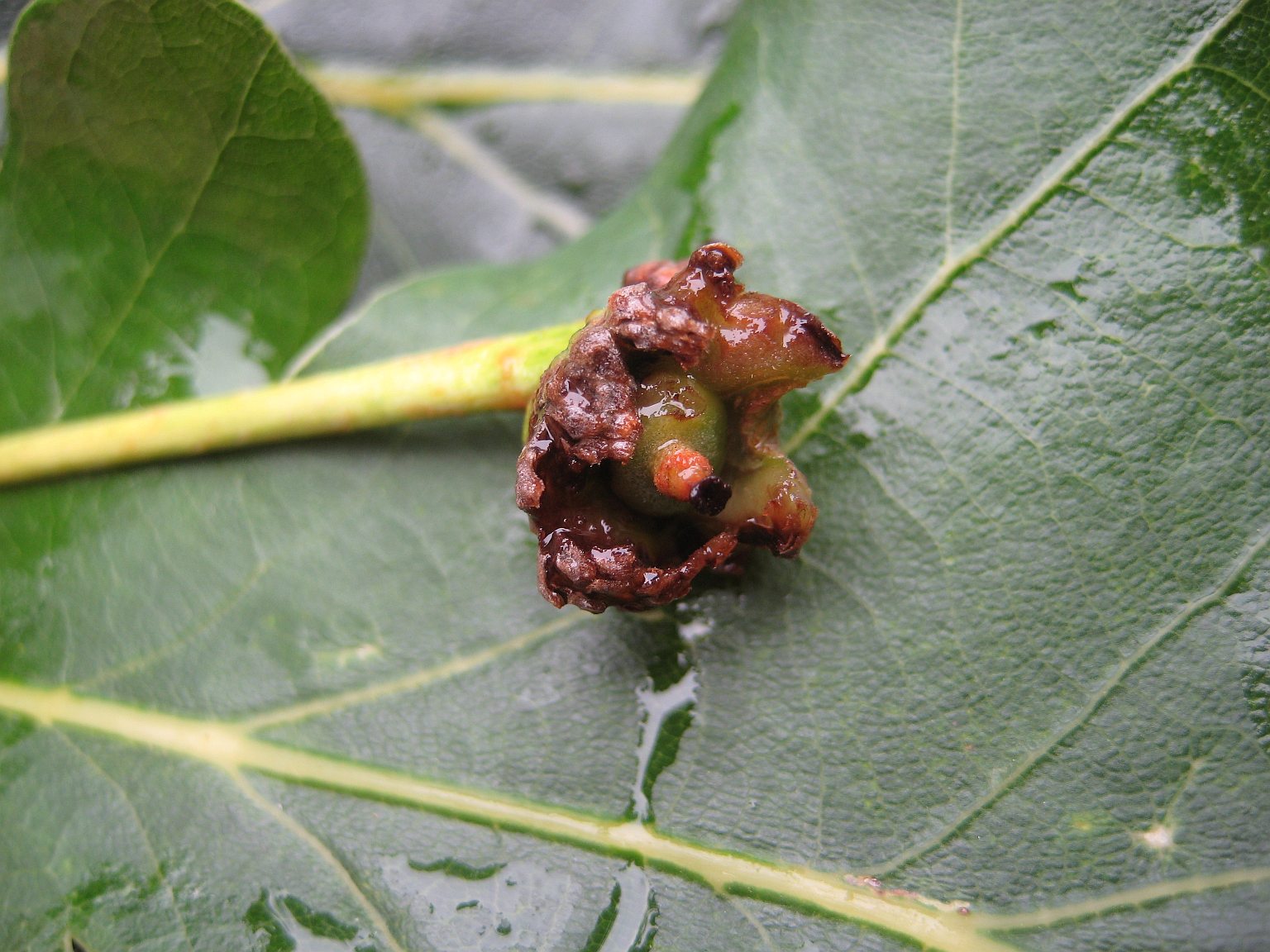 Andricus legitimus (Andricus legitimus)