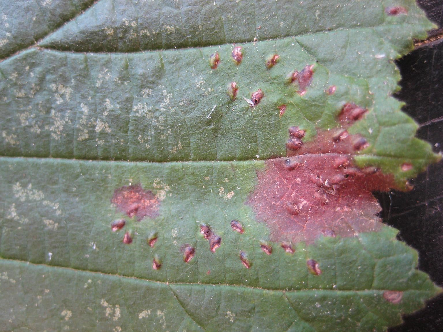 Mikomya coryli (Mikomya coryli)