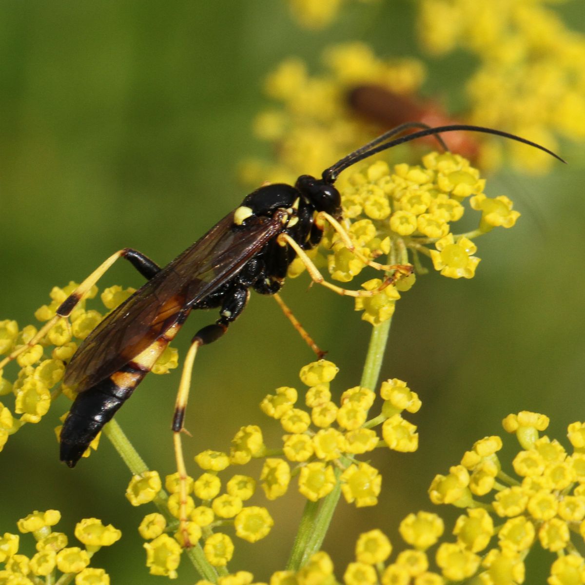 Diphyus luctatorius (Diphyus luctatorius)