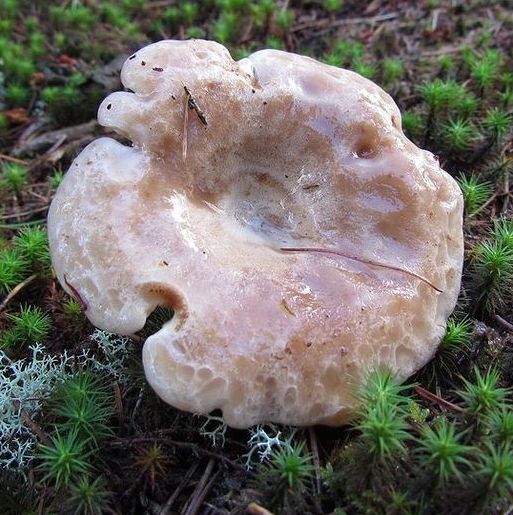 Elfenbens-Mælkehat (Lactarius musteus)