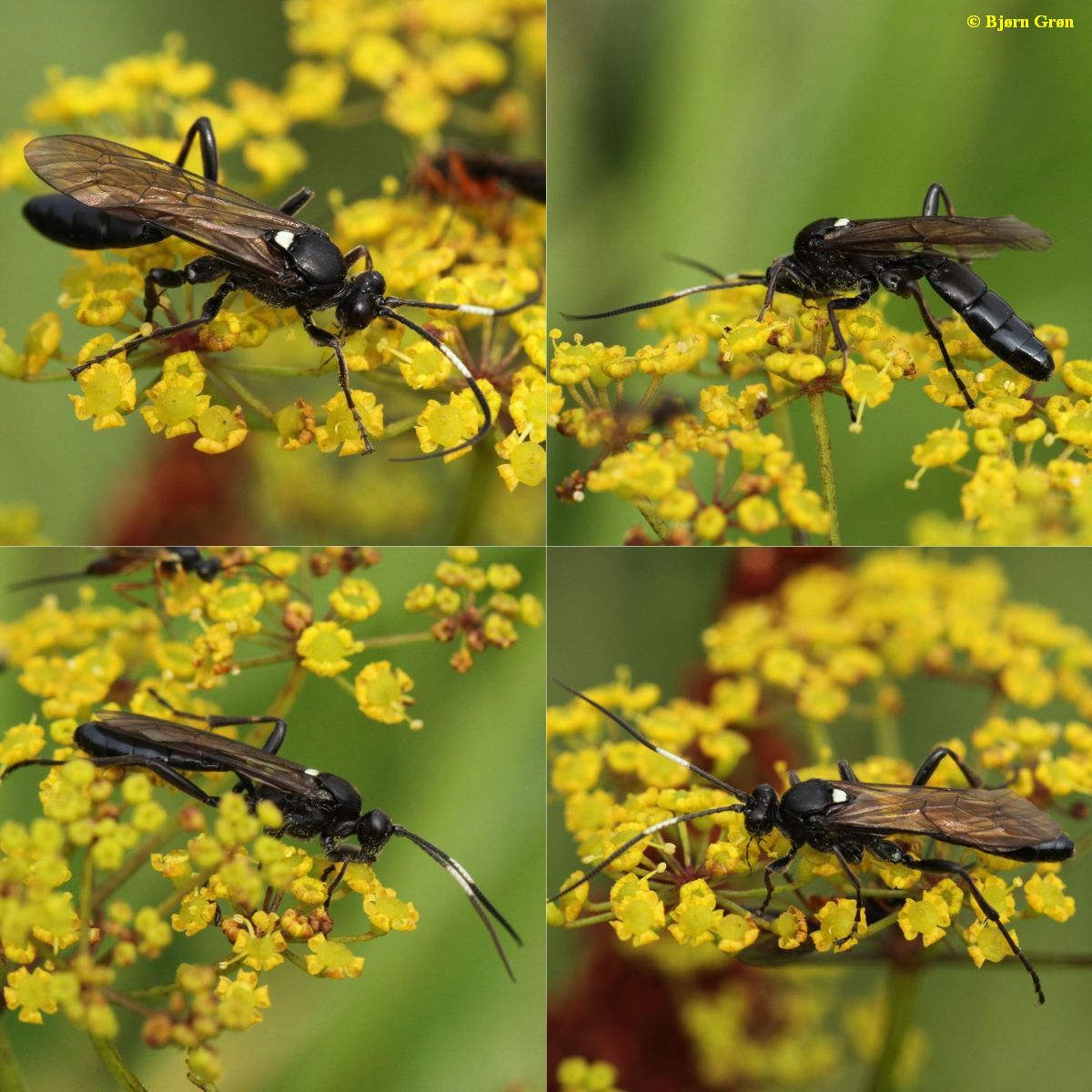 Ctenichneumon funereus (Ctenichneumon funereus)