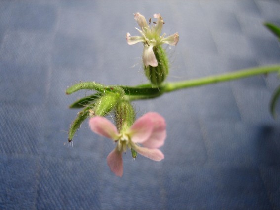 Fransk Limurt (Silene gallica)