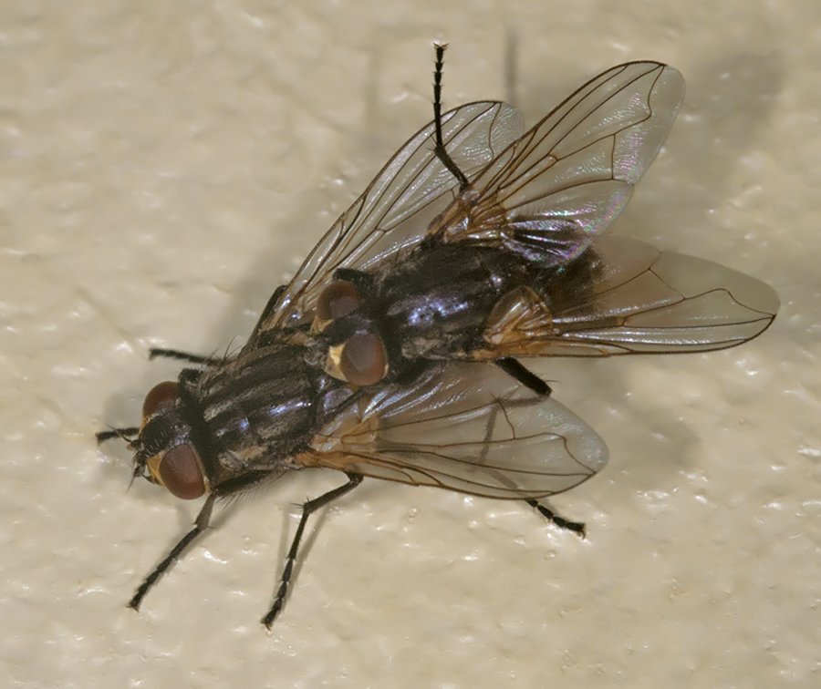 Stueflue (Musca domestica)