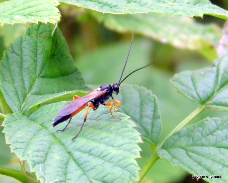 Exephanes occupator (Exephanes occupator)