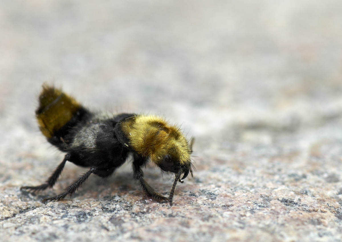Humlerovbille (Emus hirtus)