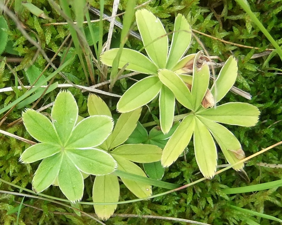 Sølv-Løvefod (Alchemilla conjuncta)