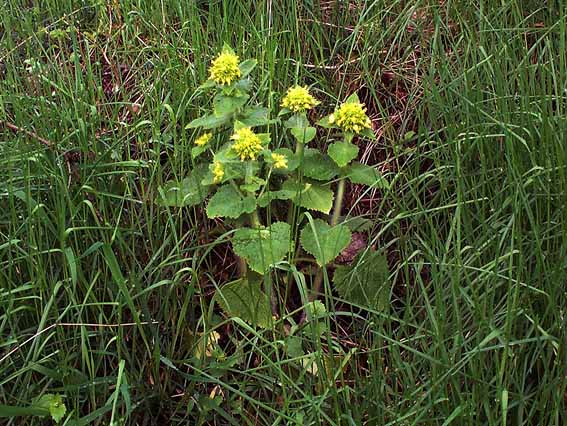 Gul Brunrod (Scrophularia chrysantha)