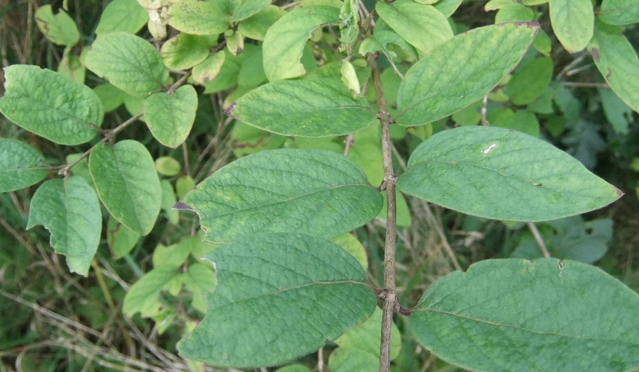 Lonicera x xylosteoides (Lonicera x xylosteoides)