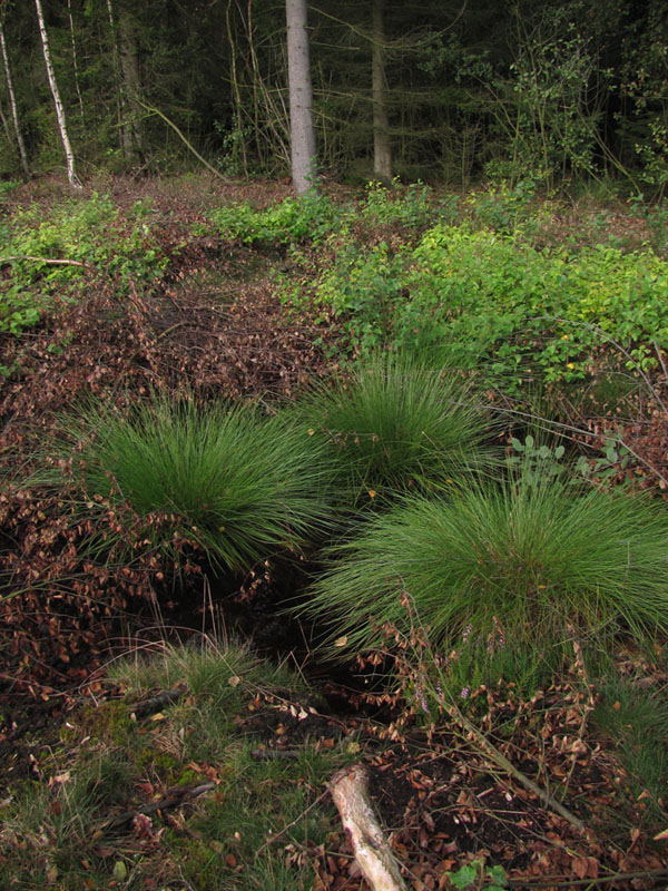 Kær-Tuekogleaks (Trichophorum cespitosum)