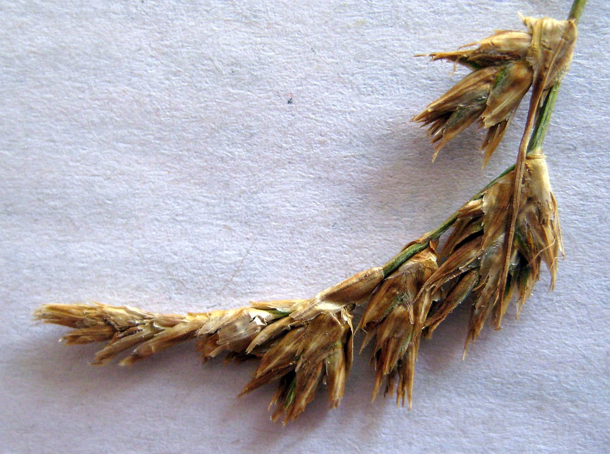 Skrænt-Star (Carex colchica)