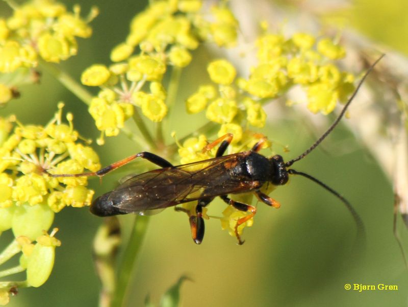 Patrocloides sputator (Patrocloides sputator)