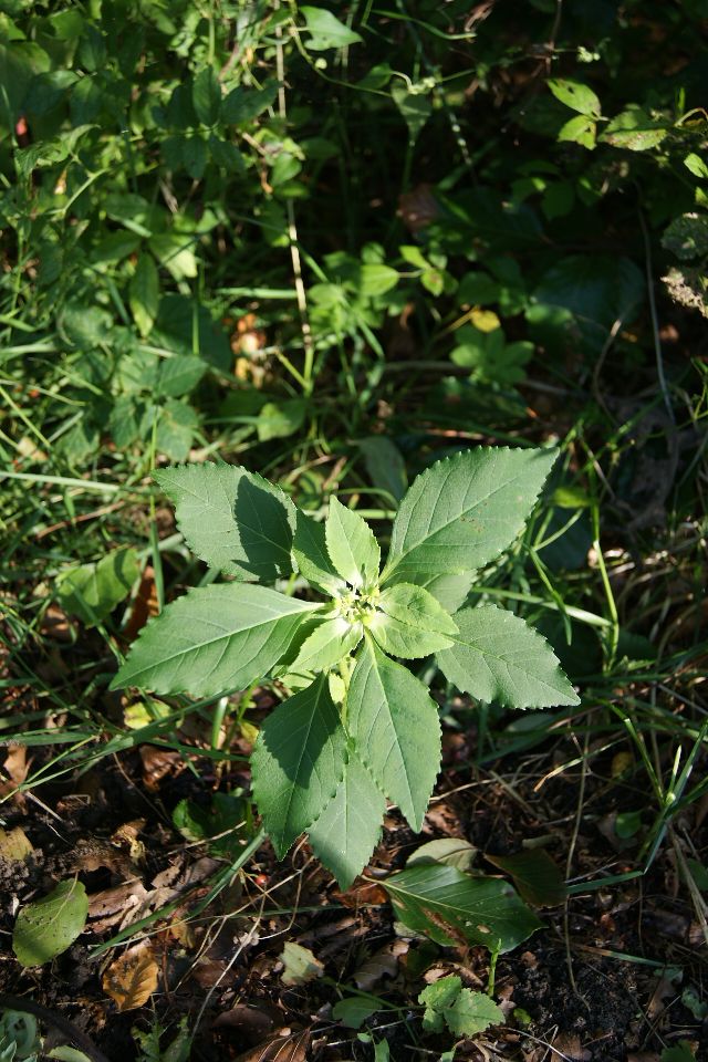 Tand-Vortemælk (Euphorbia dentata)