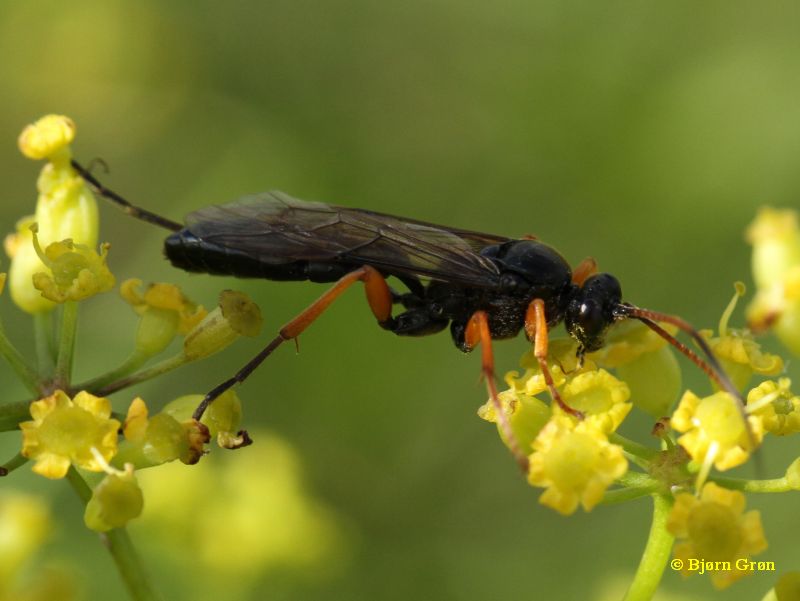 Ctenichneumon castigator (Ctenichneumon castigator)