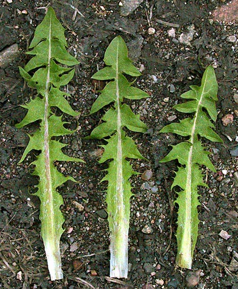 Grønvinget Vejmælkebøtte (Taraxacum alatum)