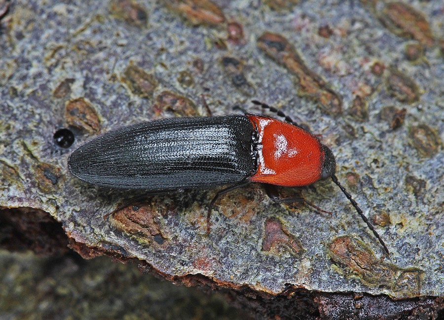 Pragtsmælder (Ischnodes sanguinicollis)