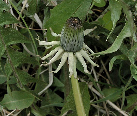 Strålesvøb-Vejmælkebøtte (Taraxacum angustisquameum)