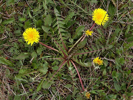 Velfliget Vejmælkebøtte (Taraxacum distinctilobum)