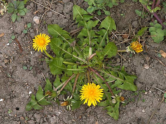 Ekmans Vejmælkebøtte (Taraxacum ekmanii)
