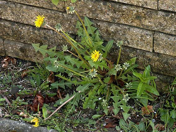 Gelerts Pletmælkebøtte (Taraxacum gelertii)