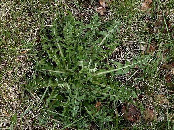 Kølle-Vejmælkebøtte (Taraxacum corynodes)