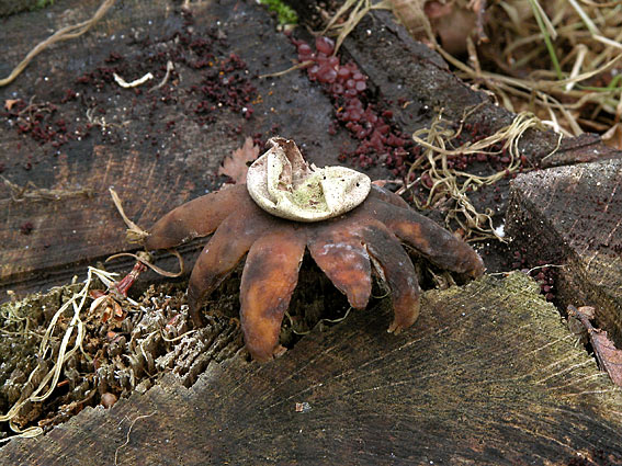 Blomster-Stjernebold (Geastrum floriforme)