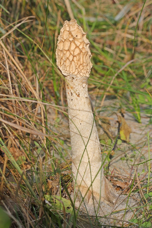 Sand-Stinksvamp (Phallus hadriani)