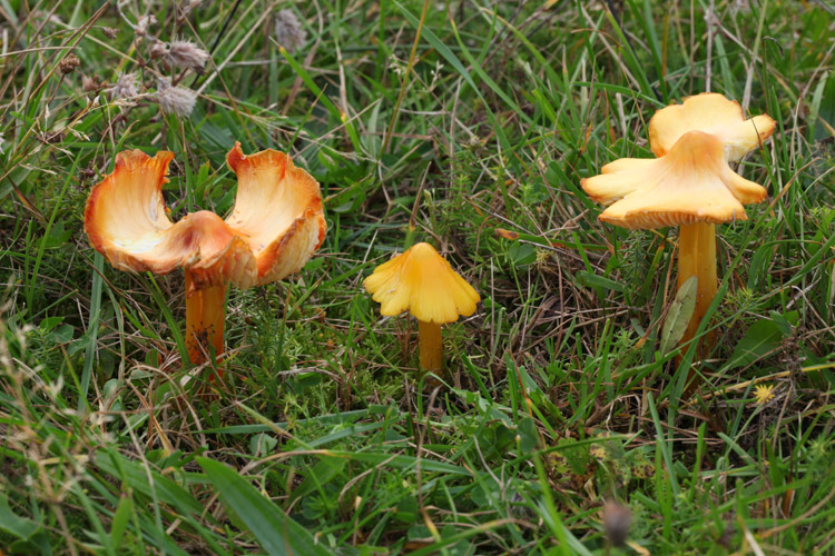 Spidspuklet Vokshat s.lat. (Hygrocybe acutoconica s.lat)