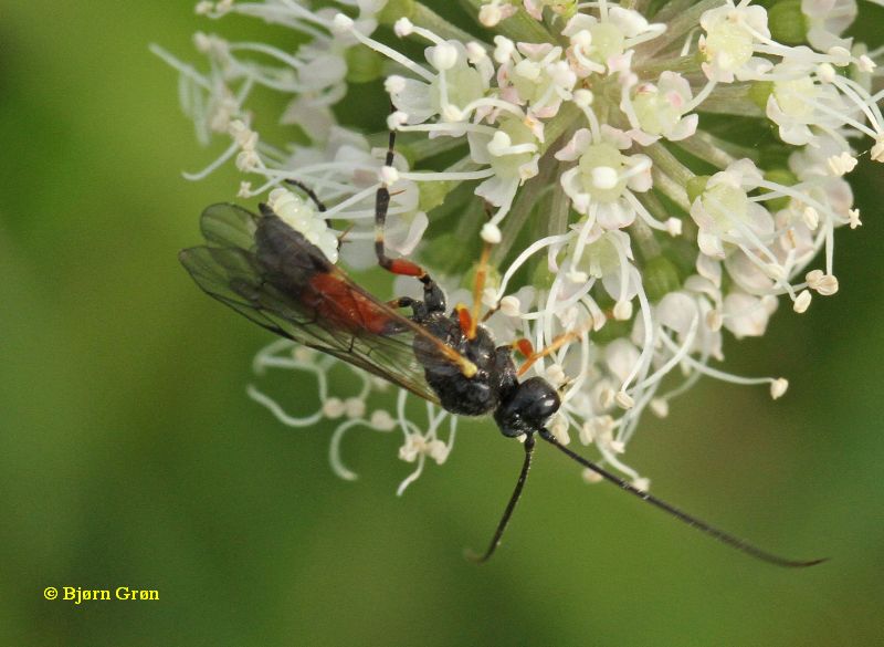 Polyblastus sp. (Polyblastus sp.)