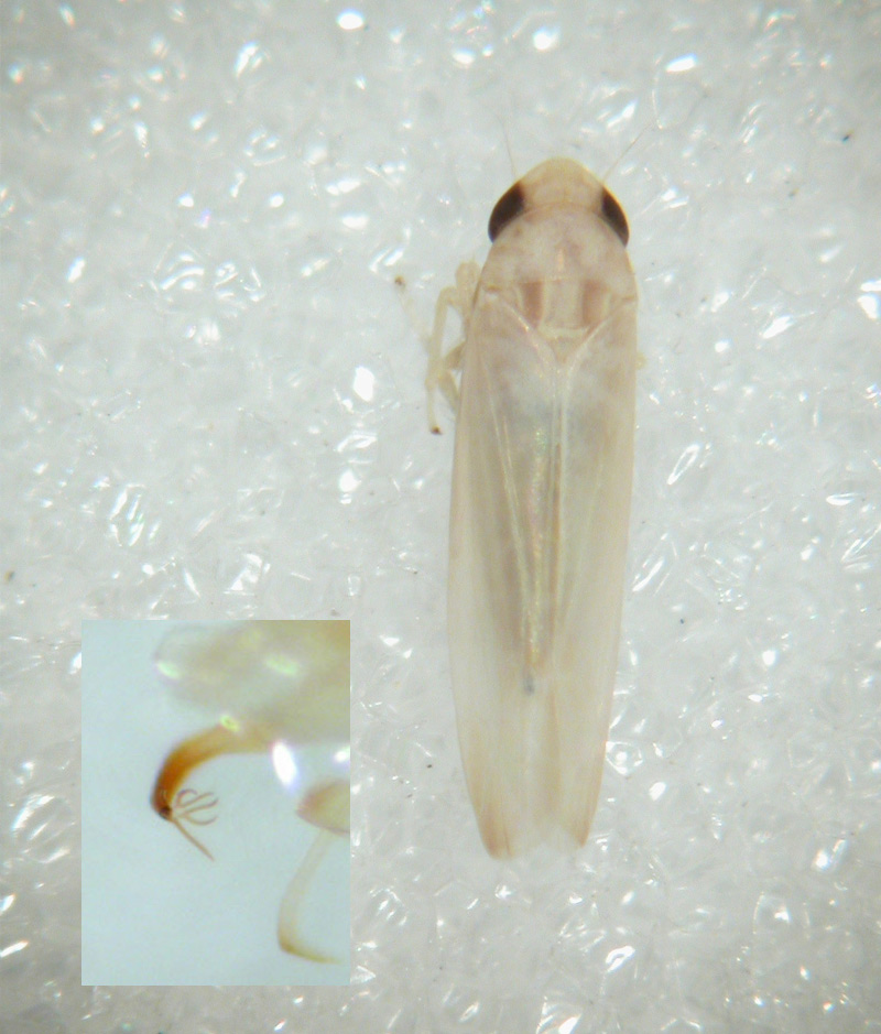 Edwardsiana candidula (Edwardsiana candidula)