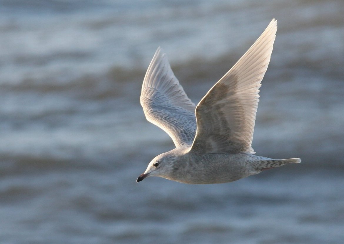 Hvidvinget Måge (Larus glaucoides)