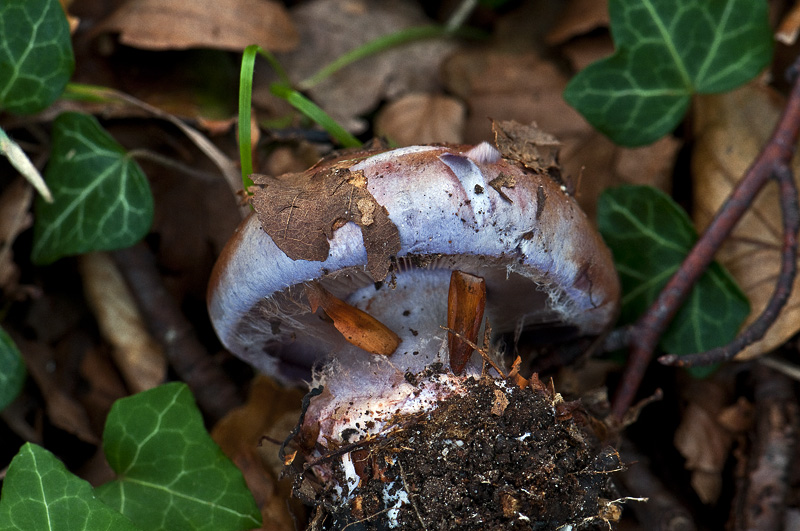 Firefarvet Slørhat (Cortinarius rufoolivaceus)