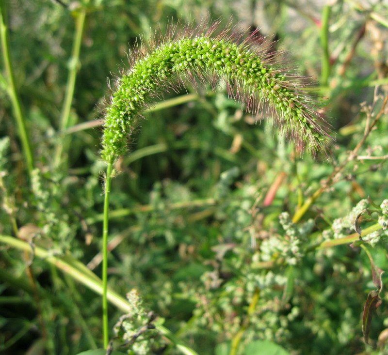 Fabers Skærmaks (Setaria faberi)