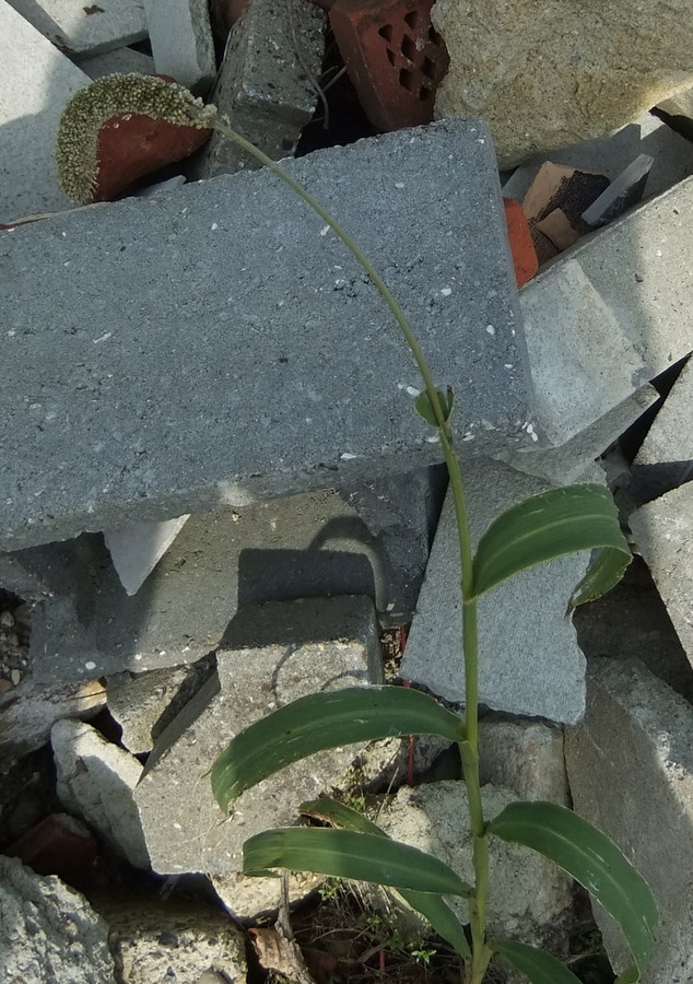 Kolbehirse (Setaria italica)