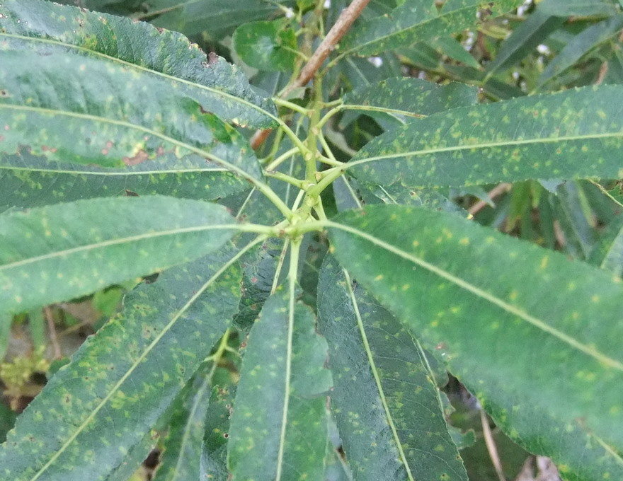 Bølget Pil (Salix triandra x viminalis)
