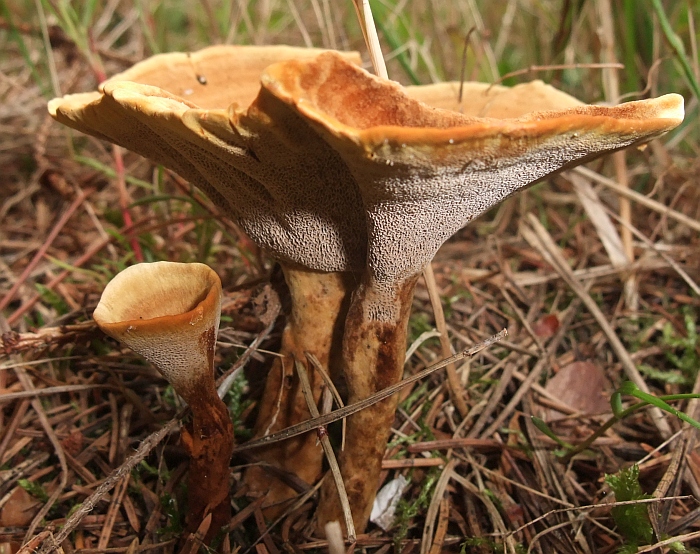 Almindelig Sandporesvamp (Coltricia perennis)